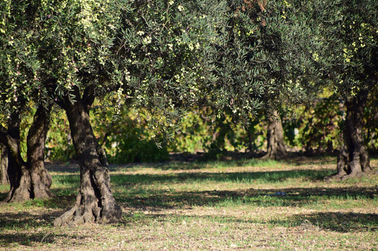Olive Oil from Texas