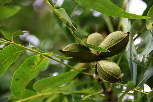 Texas Pecan Oil