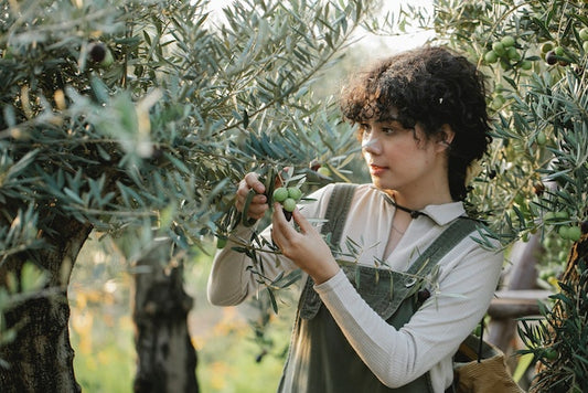 Texas Olive Oil Growers: A Growing Industry in the Lone Star State