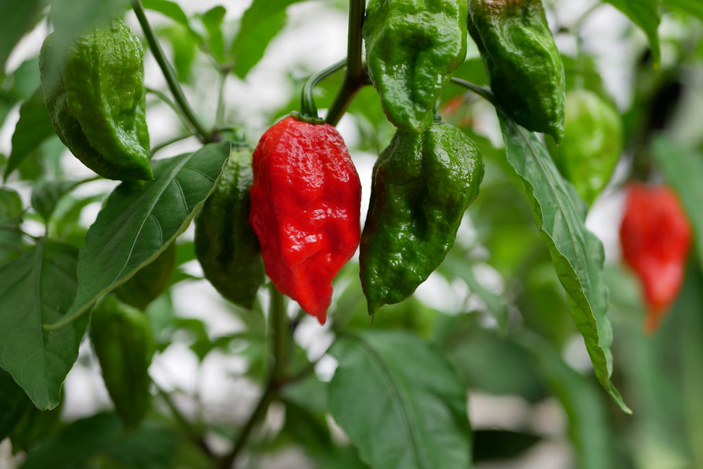 Ghost Pepper Scoville Units How To Calculate The Heat Level Of A Ghost Pepper texasfoodsdirect